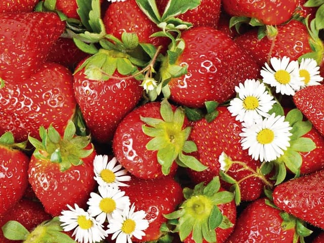 Fototapeta z czerwonymi truskawkami, zielonymi liśćmi i białymi kwiatami