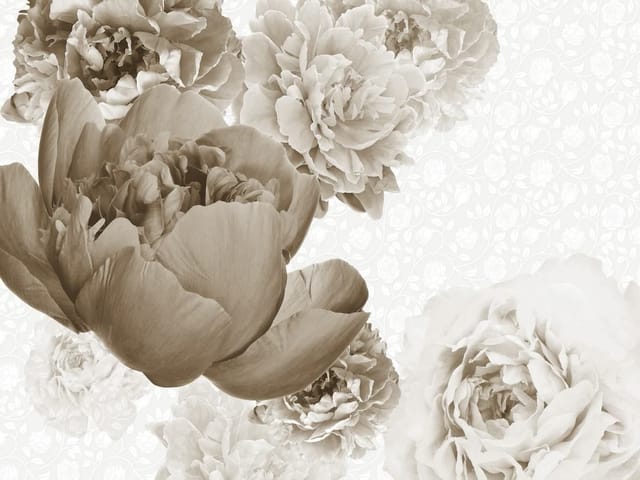 Fototapeta Piwonie w odcieniach sepii (kod: 8400) Fototapeta z dużymi piwoniami w odcieniach sepii na jasnym tle