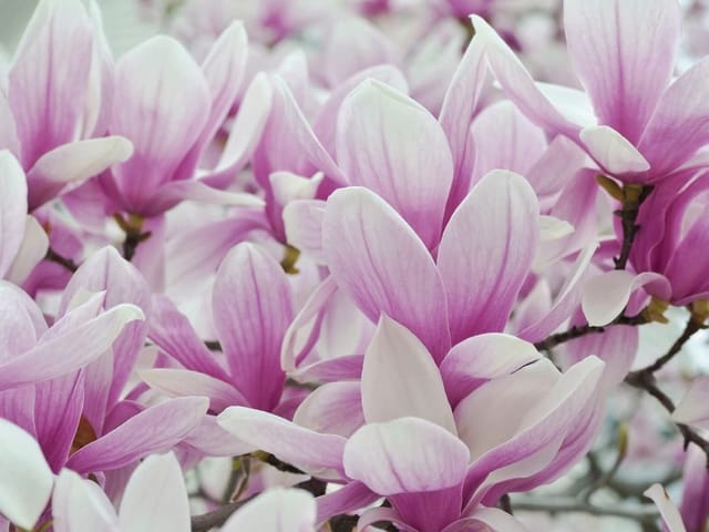 Fototapeta z kwiatami magnolii w pełnym rozkwicie, duże różowe płatki