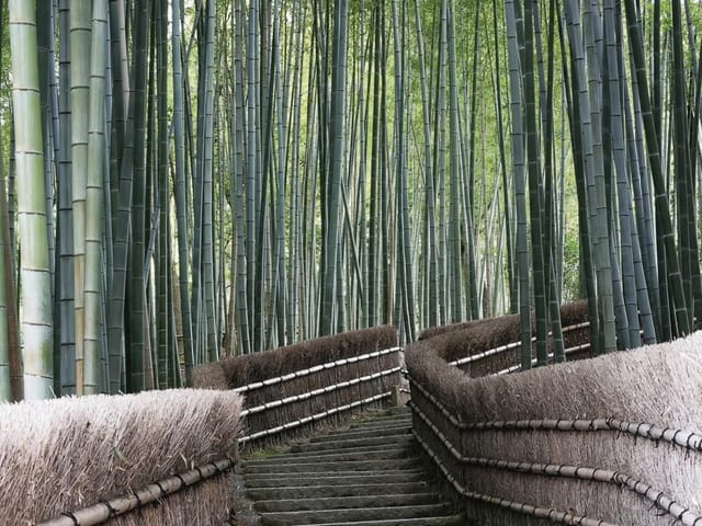 Fototapeta z kamiennymi schodami w lesie bambusowym z drewnianymi barierkami