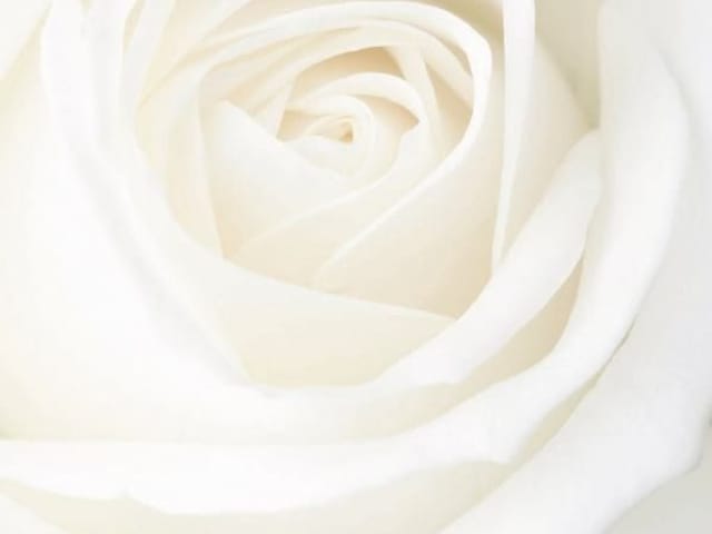 Fototapeta Zbliżenie białej róży (kod: 8450) Fototapeta zbliżenie białej róży z delikatnymi krzywiznami płatków