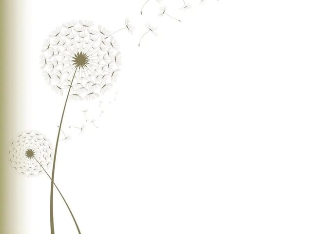 Fototapeta z dużym dmuchawcem i odlatującymi nasionami na jasnym tle