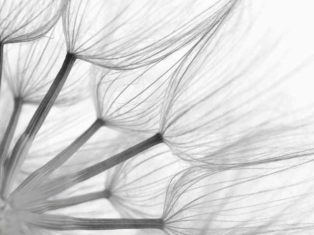 Fototapeta zbliżenie na nasiona dmuchawca z delikatnymi strukturami