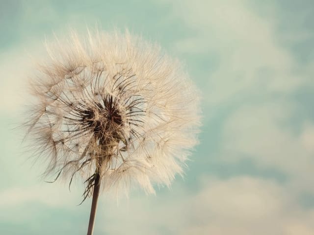 Fototapeta z dużym dmuchawcem na tle jasnego nieba i chmur