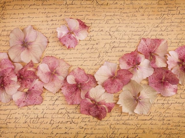 Fototapeta Różowe płatki hortensji na tle (kod: 8458) Fototapeta z różowymi płatkami hortensji na tle beżowego papieru z rękopisem