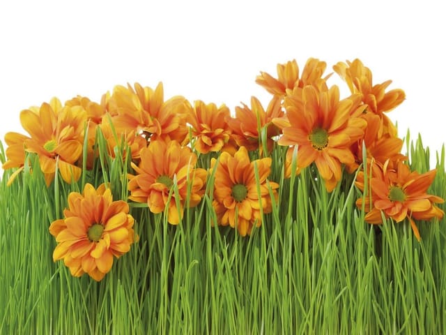 Fototapeta z pomarańczowymi kwiatami wśród zielonej trawy na białym tle