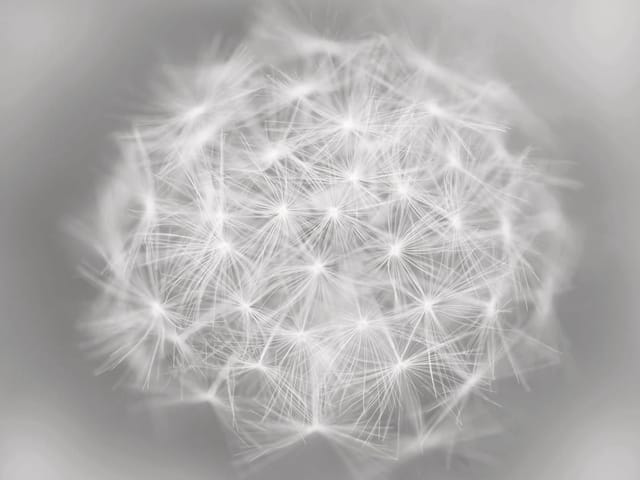 Fototapeta z białym dmuchawcem na szarym tle, delikatne włókna