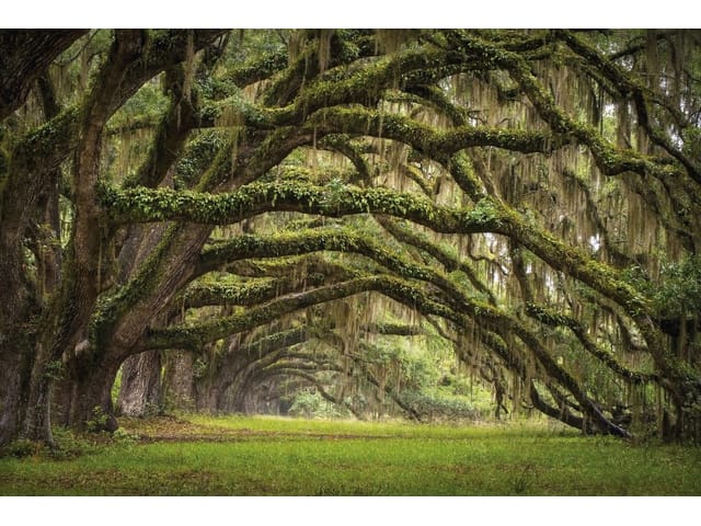 Fototapeta Leśne gęstwiny z mchem