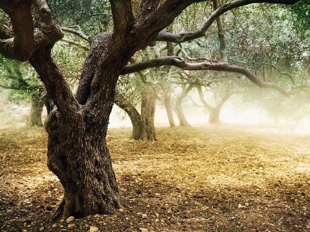 Fototapeta Stare drzewo oliwne w lesie (kod: 8753) Fototapeta z drzewem oliwnym i ziemistą ściółką w leśnej scenerii