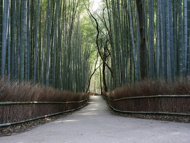 Fototapeta z widokiem na ścieżkę w lesie bambusowym, otoczoną wysokimi bambusami