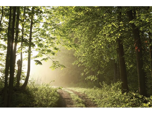 Fototapeta Ścieżka w lesie o świcie