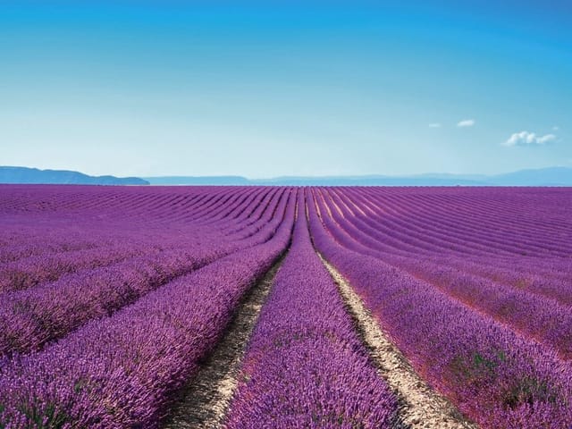 Fototapeta z polem lawendy, błękitnym niebem i wzgórzami