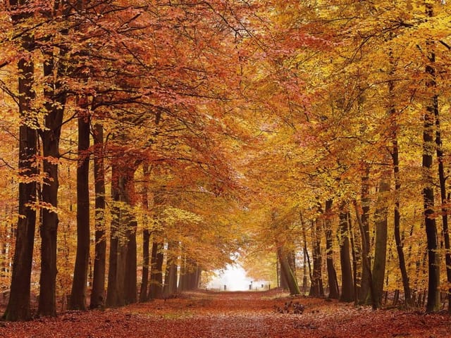 Fototapeta przedstawiająca aleję drzew w jesiennym lesie z liśćmi w odcieniach żółci i pomarańczu