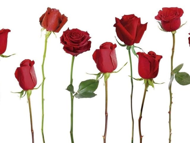 Fototapeta z dziewięcioma czerwonymi różami na białym tle, różne kształty pąków