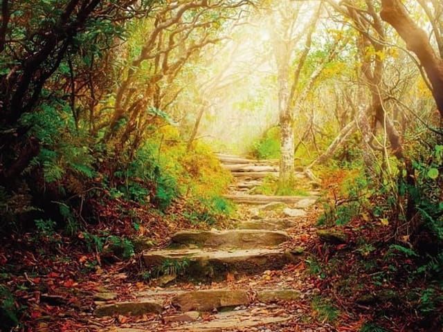 Fototapeta z kamienną ścieżką w lesie, światło przebija się przez liście