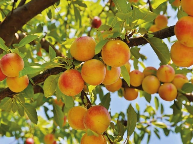 Fototapeta z gałęzią pełną dojrzałych owoców i zielonych liści