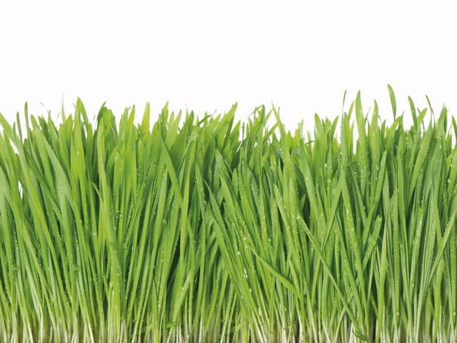 Fototapeta z gęstą zieloną trawą na białym tle z kroplami wody