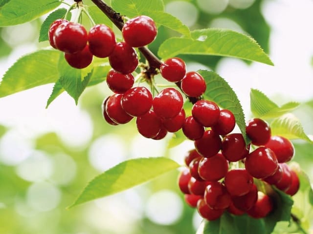 Fototapeta z gałęzią pełną czerwonych wiśni i zielonymi liśćmi