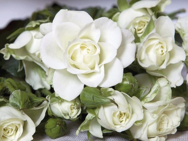 Fototapeta Bukiet białych róż na tkaninie (kod: 9216) Fototapeta z bukietem białych róż otoczonych zielonymi liśćmi na tle tkaniny