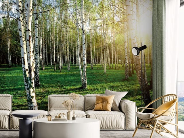 Fototapeta Brzozowy las w słońcu