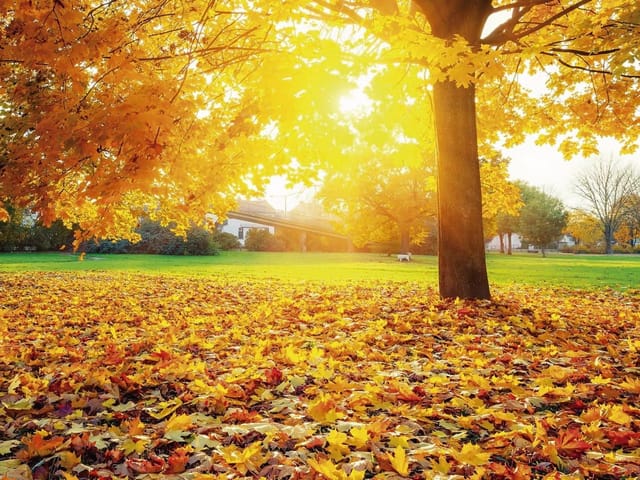 Fototapeta przedstawiająca drzewo z żółtymi liśćmi i słońce przebijające się przez gałęzie