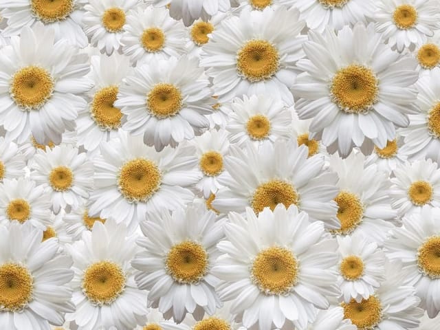 Fototapeta z gęsto ułożonymi margaretkami o białych płatkach i żółtych środkach