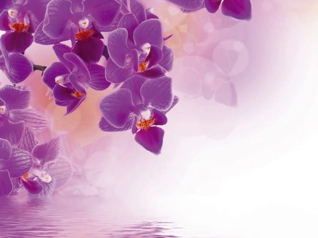 Fototapeta Fioletowe orchidee nad wodą (kod: 9331) Fototapeta z fioletowymi orchideami odbijającymi się w wodzie