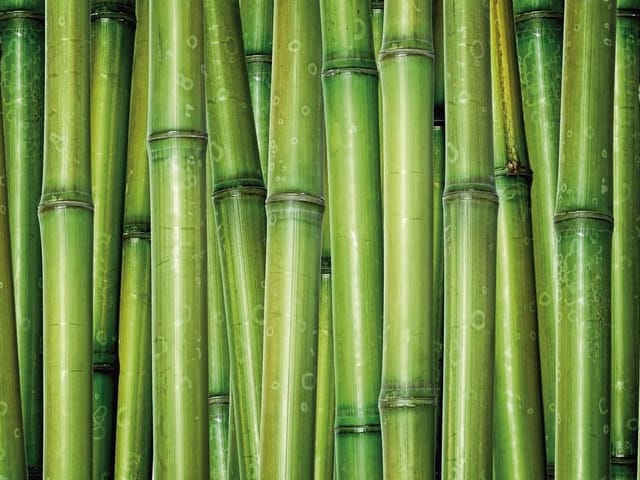 Fototapeta z gęsto ułożonymi zielonymi łodygami bambusa, różne odcienie zieleni