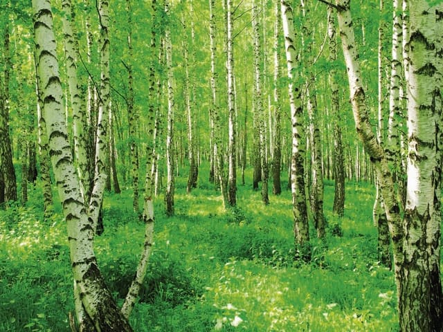 Fototapeta Las brzozowy z zielonym poszyciem