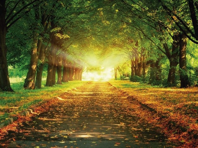 Fototapeta przedstawiająca alejkę w parku z drzewami i słonecznym światłem