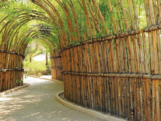 Fototapeta Tunel z bambusowych łuków (kod: 9411) Fototapeta przedstawiająca tunel z bambusowych łuków i zielone liście