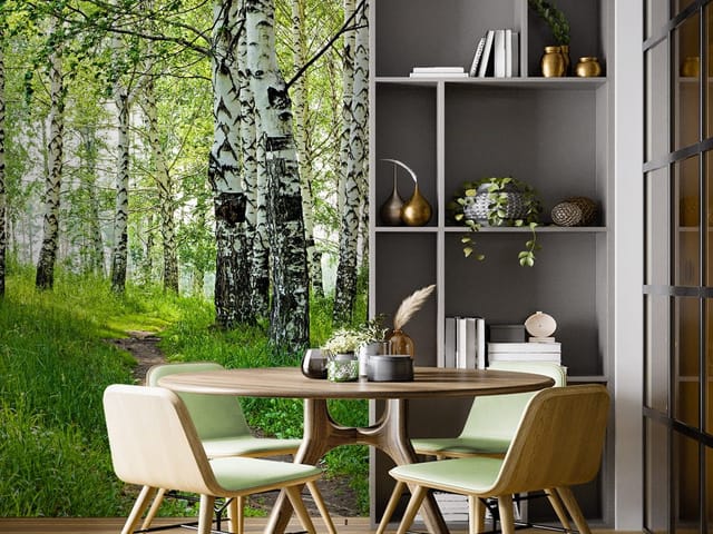 Fototapeta Ścieżka wśród brzozowych drzew