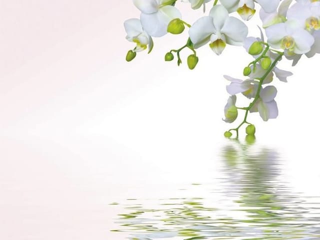 Fototapeta Biała orchidea nad wodą (kod: 9439) Fototapeta z białą orchideą i zielonymi pąkami nad wodą