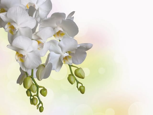 Fototapeta Białe Orchidee na Gałązce (kod: 9443) Fototapeta z białymi kwiatami orchidei na gałązce i zielonymi pąkami