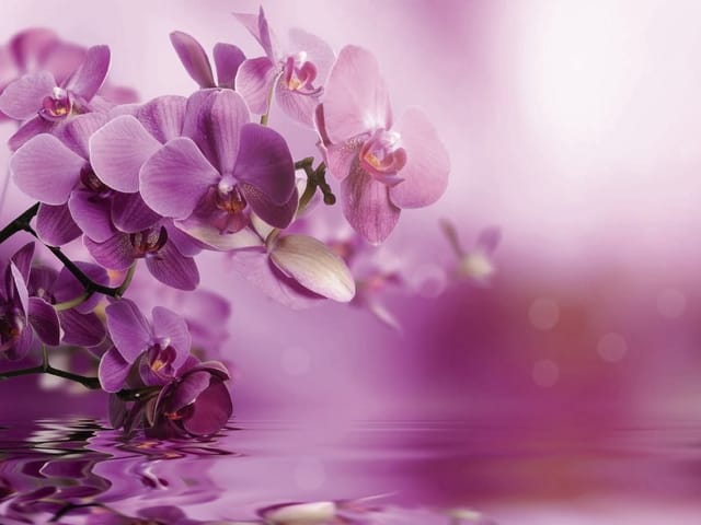 Fototapeta z fioletowymi orchideami unoszącymi się nad wodą z delikatnymi falami