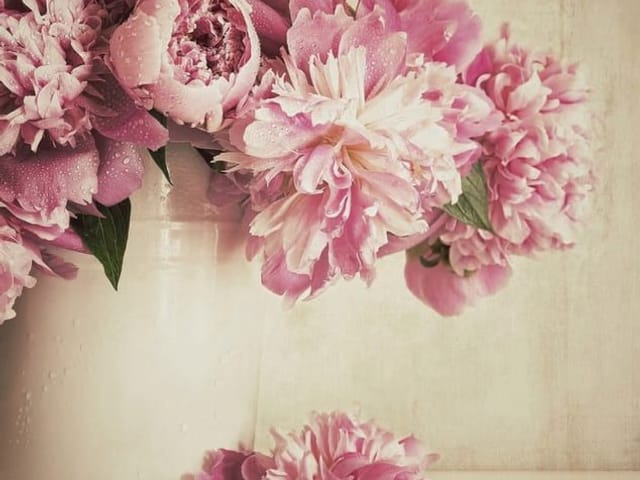 Fototapeta Bukiet Piwonii w Ceramicznym Wazonie (kod: 9555) Fototapeta z bukietem różowych piwonii w białym wazonie na stole