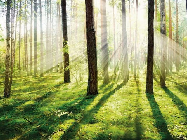 Fototapeta Poranny las z promieniami słońca (kod: 9591) Fototapeta przedstawiająca las o świcie z promieniami słońca i zielonym mchem