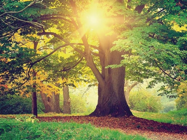 Fototapeta Świt w lesie z dużym drzewem (kod: 9592) Fototapeta przedstawiająca las o świcie z dużym drzewem i słońcem przebijającym przez liście.