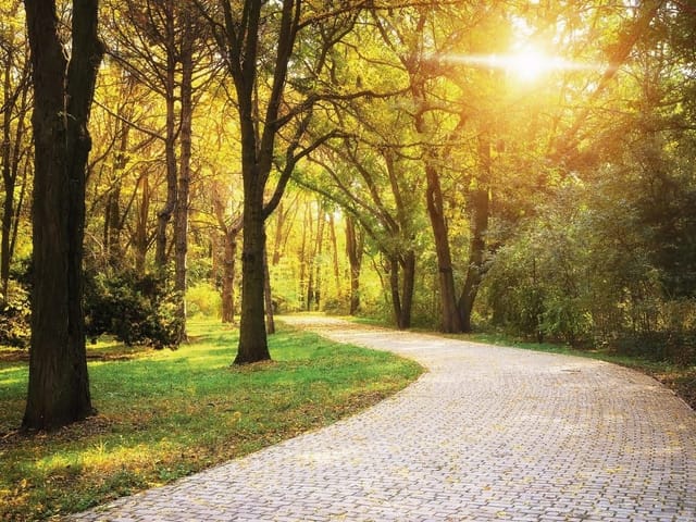 Fototapeta Ścieżka w lesie o świcie (kod: 9667) Fototapeta przedstawiająca brukowaną ścieżkę w lesie oświetloną słońcem