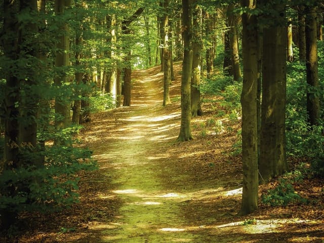 Fototapeta z leśną ścieżką wśród wysokich drzew o świcie
