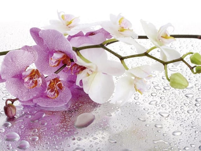 Fototapeta Storczyki na mokrej powierzchni (kod: 9691) Fototapeta z fioletowymi i białymi orchideami na mokrej powierzchni