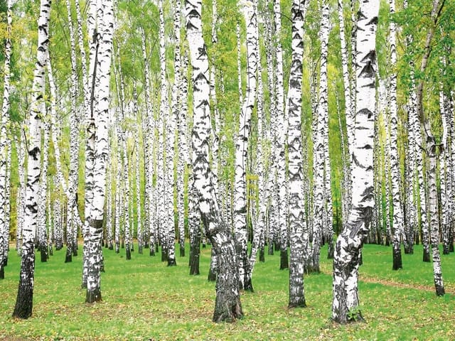 Fototapeta brzozowy las z białymi pniami i zieloną trawą
