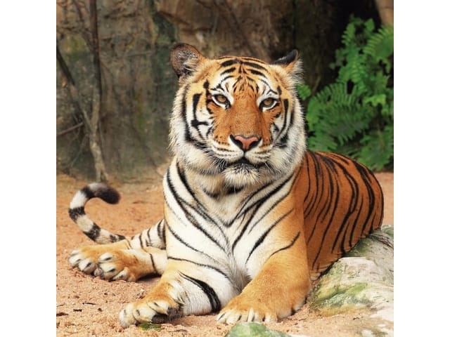 Fototapeta Tygrys wśród paproci i skał (kod: 9852) Fototapeta Tygrys wśród paproci i skał