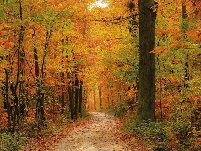 Fototapeta z leśną ścieżką wśród jesiennych drzew i liści