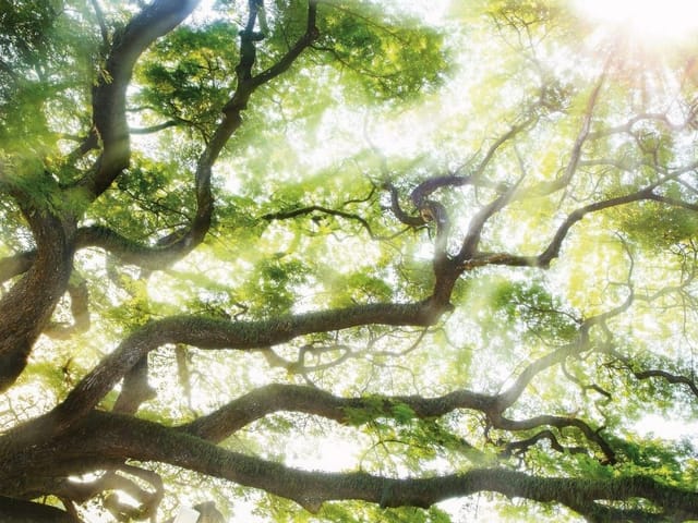 Fototapeta przedstawiająca las o świcie z rozłożystymi gałęziami drzewa i promieniami słońca