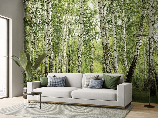 Fototapeta Brzozowy las z zielonym podszytem