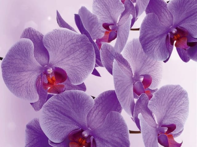 Fototapeta Fioletowe orchidee na gałązce (kod: 9911) Fototapeta z fioletowymi orchideami na jasnym tle, delikatne żyłkowanie