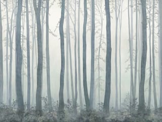 Fototapeta Wysokie drzewa w lesie z mgłą