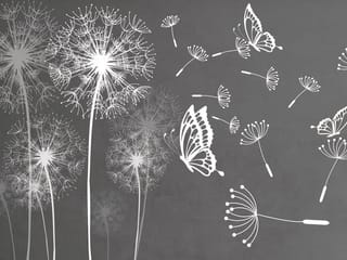 Fototapeta Białe dmuchawce na szarym tle