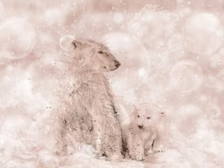 Fototapeta Niedźwiedzie polarne na śniegu